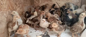 Цыплята смешанных мясо-яичных пород