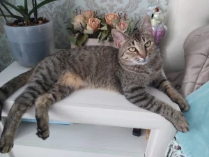 Бесплатно стерелизованая кошечка