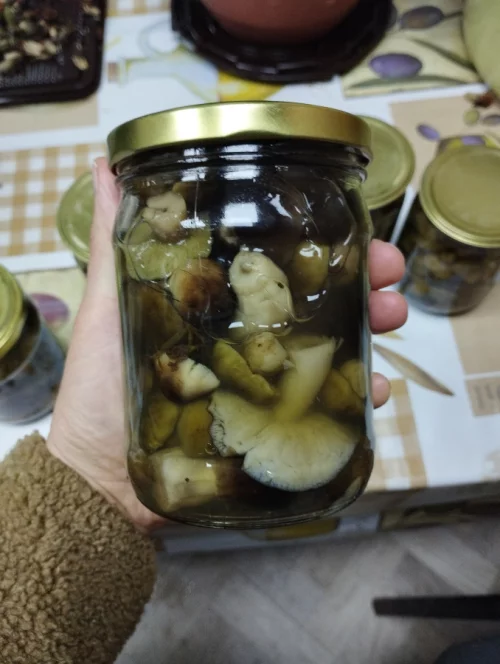 Грибы зелёнки