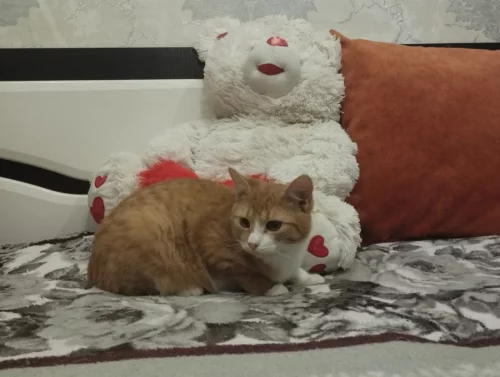 Котик ищет дом