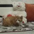 Котик ищет дом