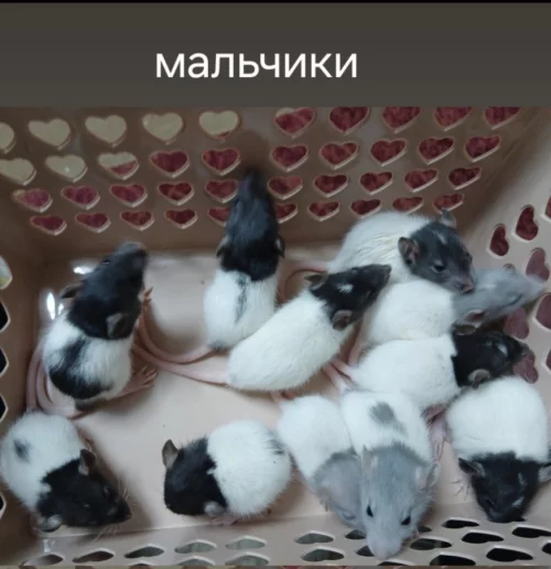 Крысята дамбо