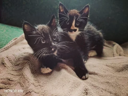 Котята в хорошие руки