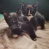 Котята в хорошие руки