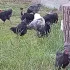 Домашние куры несушки возраст 4 месяца