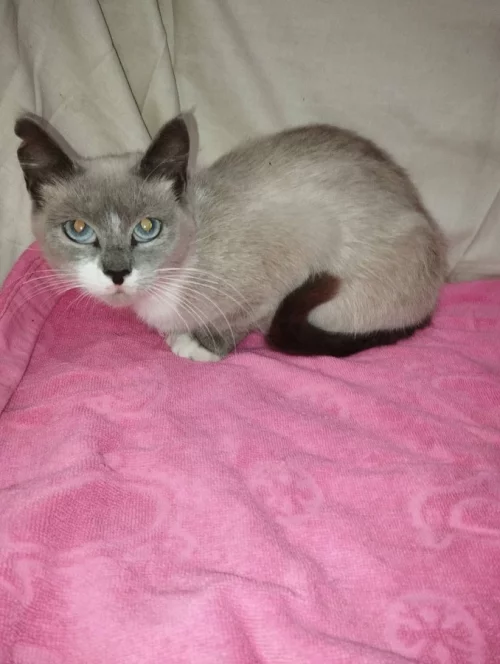Ласковая кошечка