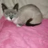 Ласковая кошечка