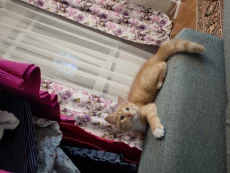 Котенок ищет дом