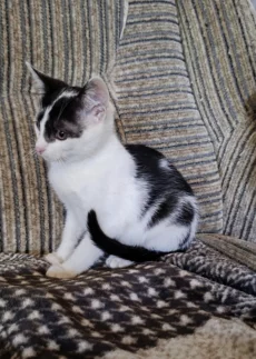 Котик