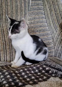 Котик