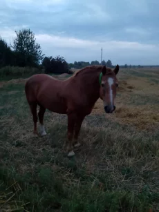 Продам, здорового жеребенка