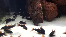 Коридорасы Венесуэла Блэк 7 р