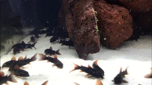 Коридорасы Венесуэла Блэк 7 р