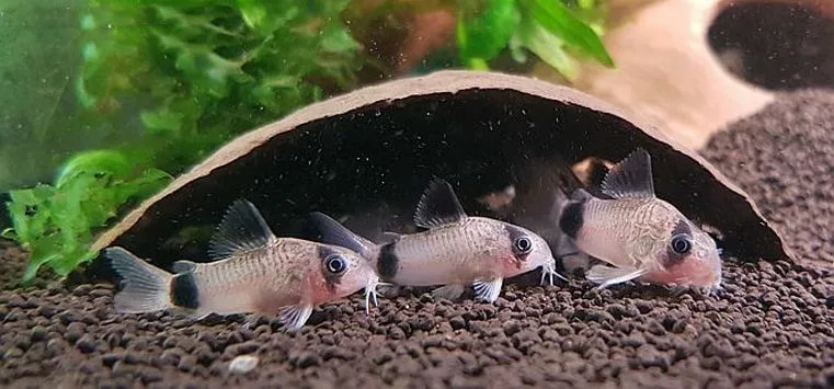 Коридорасы панда 6 р