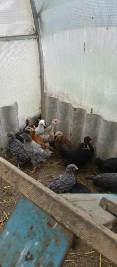 Цыплята из цветного яйца