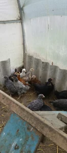 Цыплята из цветного яйца