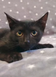 Котёнок Уголёк