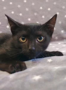 Котёнок Уголёк
