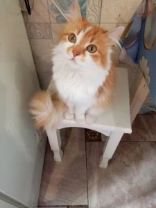 Алиса, стерилизована