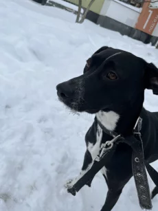 Ищем дом для порядочной собачки