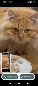 Коты-подпостки ищут дом