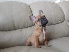 Щенка французского бульдога