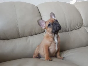 Щенка французского бульдога