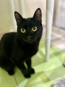 Отдам в добрые руки кошечку-подростка