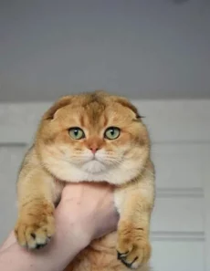 Шотландские золотые шиншилловые котята