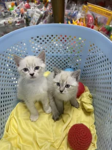 Красивые Котята