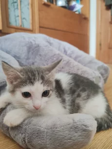 Котенок
