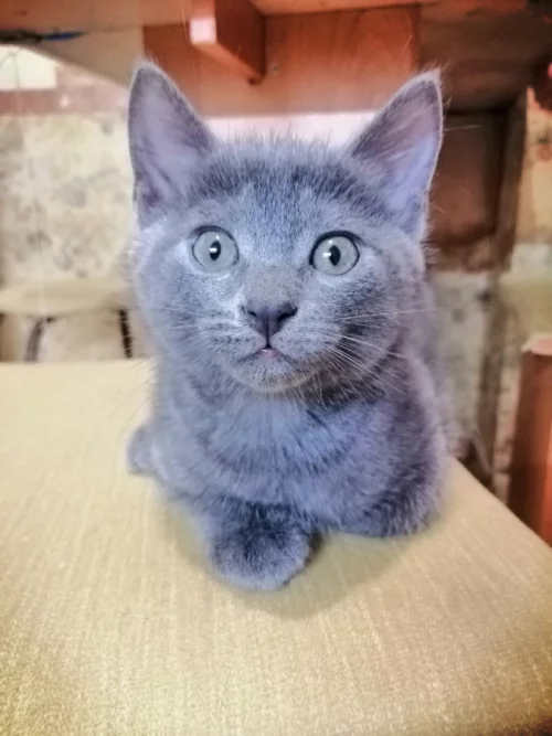 Котята