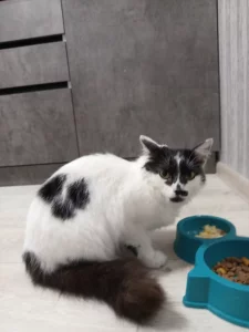 Найдена кошка