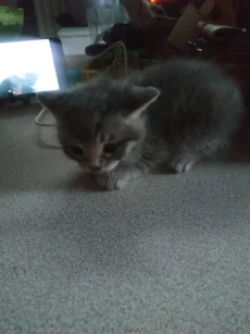 Котики