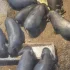 Вьетнамские поросята