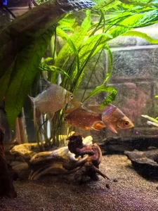 Барбус лещевидный