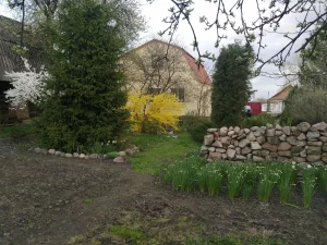 Кустики форзиции (насыщенно-жёлтого окраса)