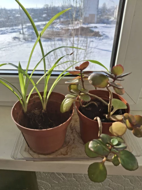 Отдам бесплатно комнатные цветы