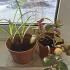 Отдам бесплатно комнатные цветы
