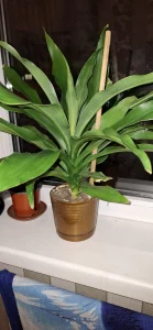 Растения.цветы.пальмы