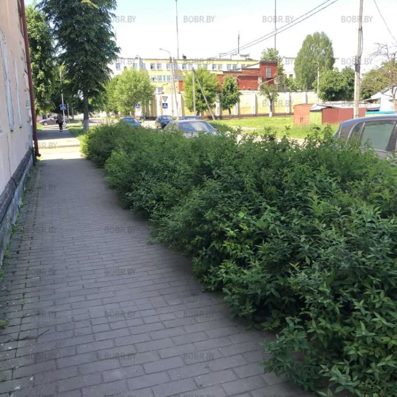 Пора бы постричь