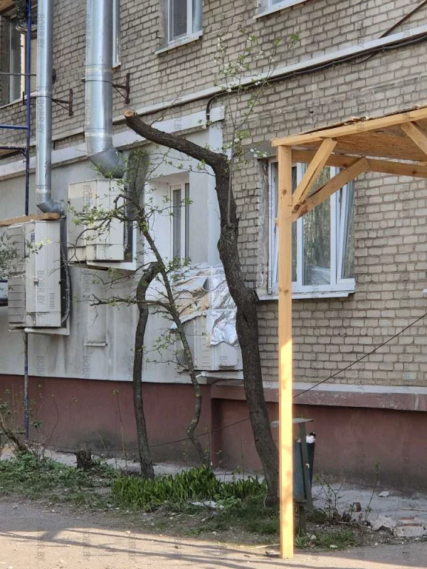 Бедные деревья