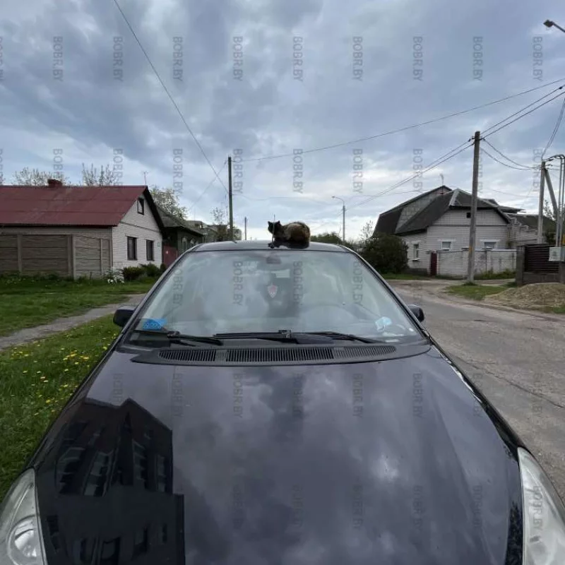 Любители авто)