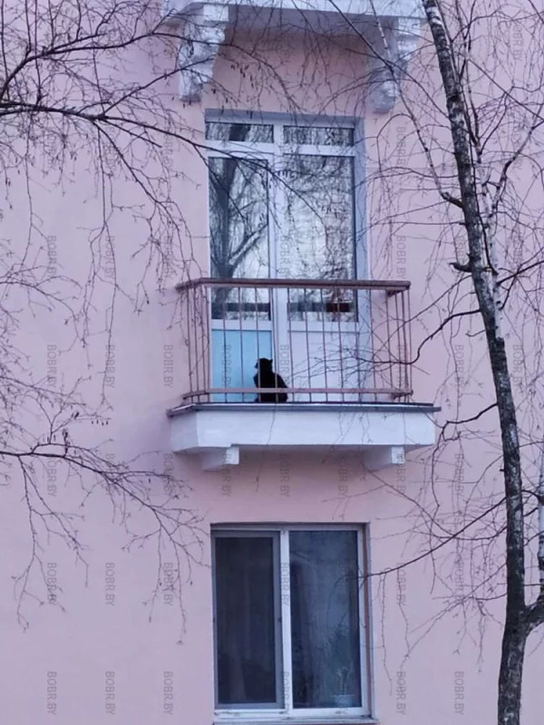 Выгул