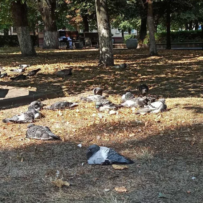 Жарко даже голубям