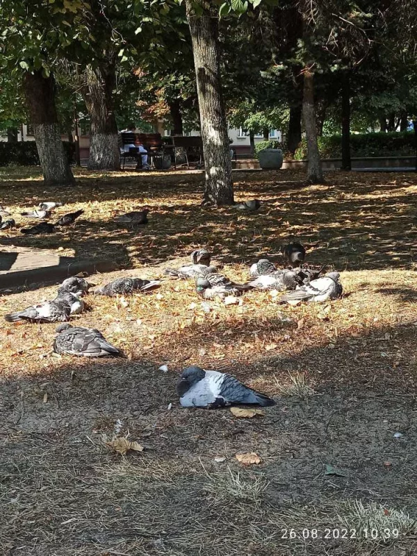 Жарко даже голубям