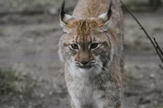 Баллистическая экспертиза подтвердила причастность бобруйчанина к убийству рыси