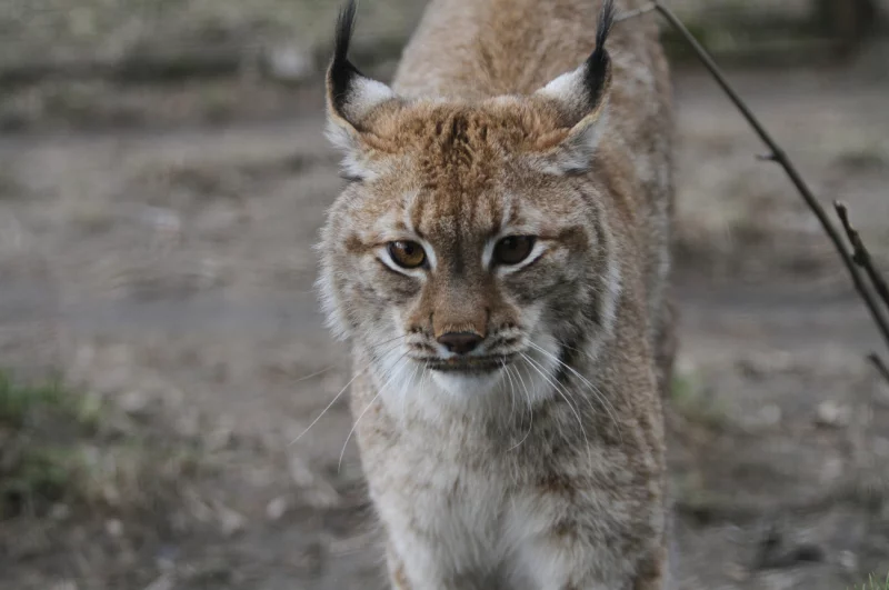 Баллистическая экспертиза подтвердила причастность бобруйчанина к убийству рыси