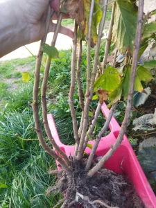 Саженцы черной смородины