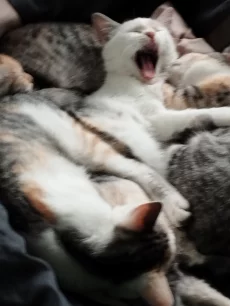 Котята ищут семью